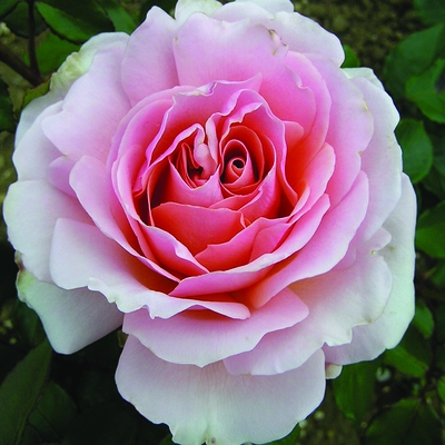 Queen Elizabeth Ii Rose Soft Pink