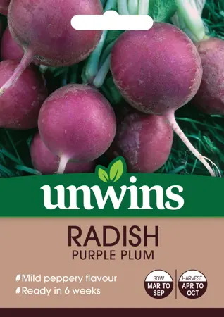 Radish (Globe) Purple Plum - image 1