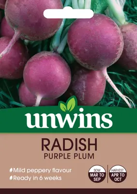 Radish (Globe) Purple Plum - image 2