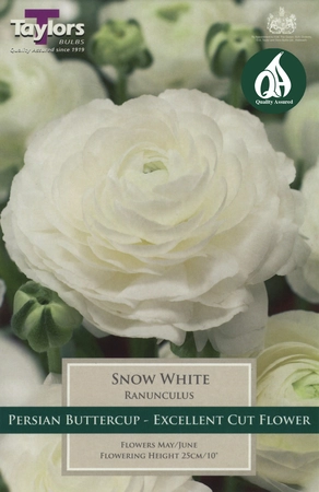 Ranunculus Snow White 5-6 P/P - image 2