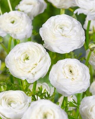 Ranunculus Snow White 5-6 P/P - image 2