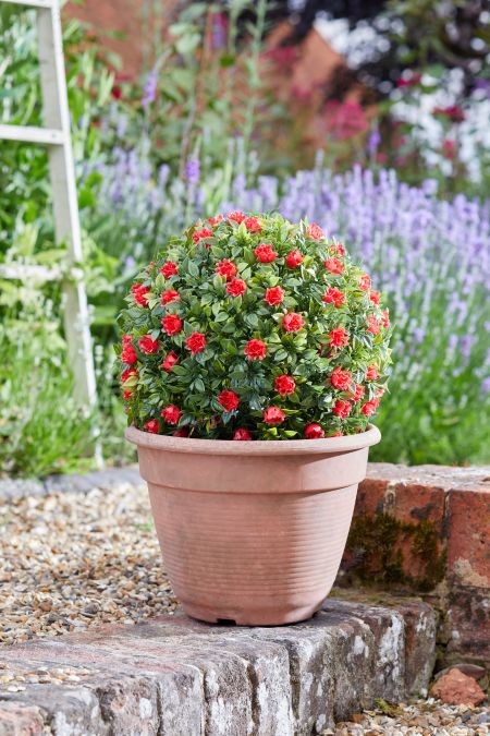 Red Rose Ball 30cm - image 2