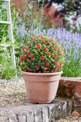 Red Rose Ball 30cm - image 2