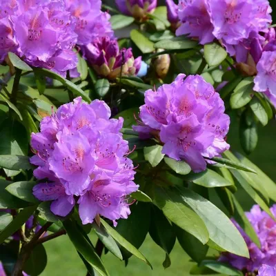 Rhododendron hybrid mix 5 Ltr pot