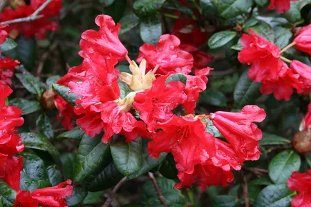 Rhododendron 'Scarlet Wonder'   3 Ltr pot
