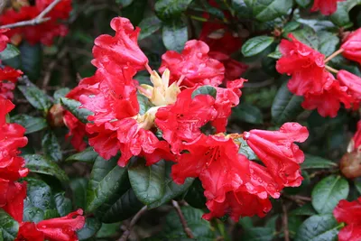 Rhododendron 'Scarlet Wonder' 3 Ltr pot