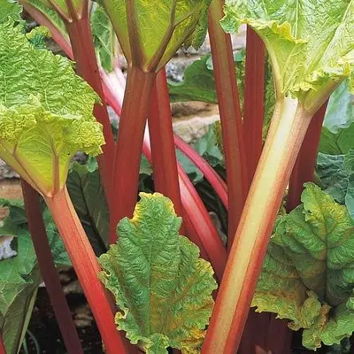 Rhubarb Timperley Early 4L