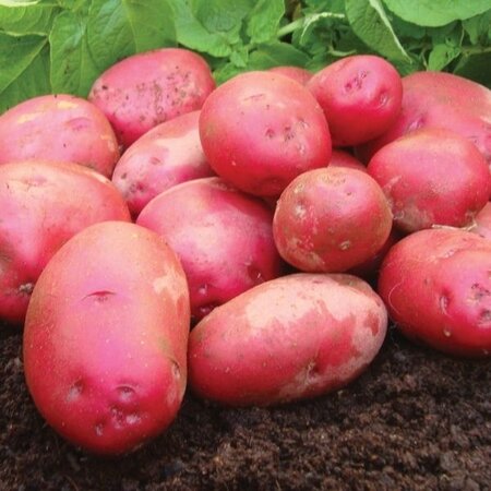 Rooster Seed Potatoes