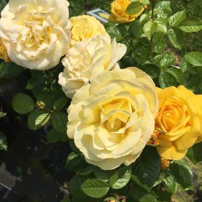 Rosa Arthur Bell 10 lt
