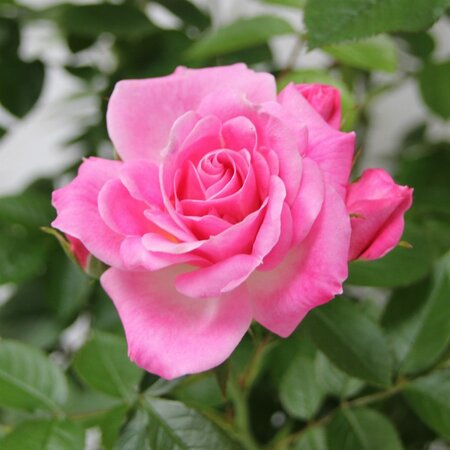 Rosa Carefree Days 3.5lt