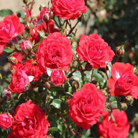 Rosa Dwarf Fairy 3.5lt