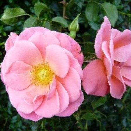 Rosa Fascination 3.5lt