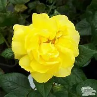 Rosa Golden Wedding 3.5Lt