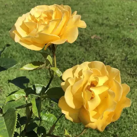 Rosa Grandmas Rose 3.5Lt