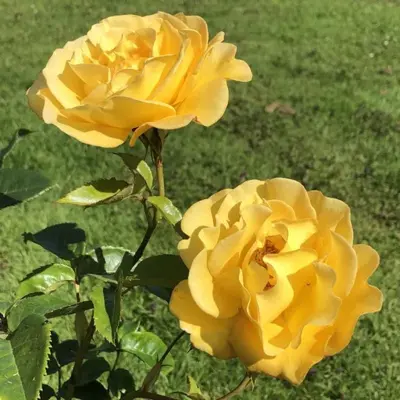 Rosa Grandmas Rose 3.5Lt