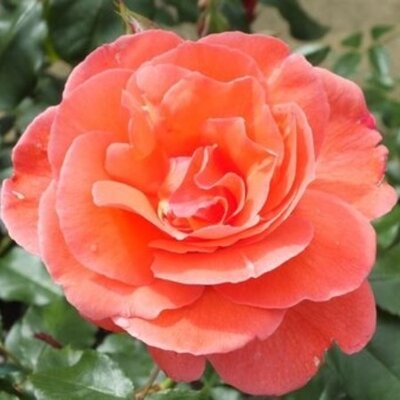 Rosa Happy Anniversary 3.5lt