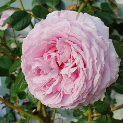 Rosa James Galway 5ltsq