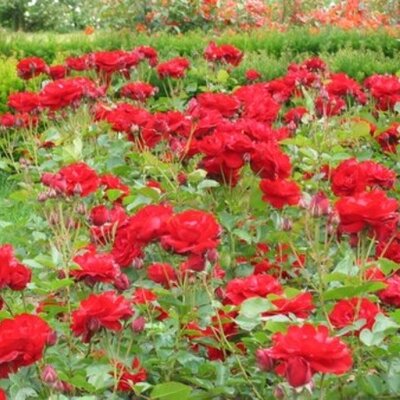 Rosa Lilli Marlene 3.5lt