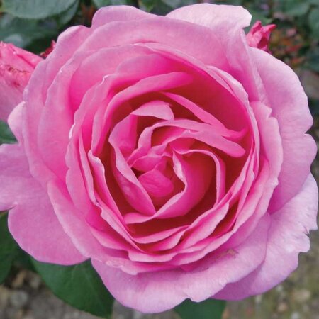 Rosa Mum In A Million 3.5lt