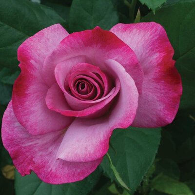 Rosa My Lovely Dad 3.5lt