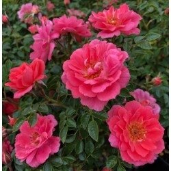 Rosa Onwards & Upwards 10 lt