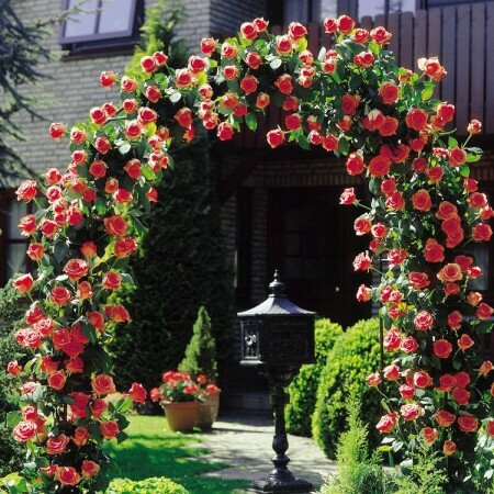 Rosa Pauls Scarlet 5ltsq