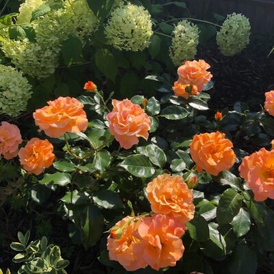 Rosa Precious Amber 3.5lt