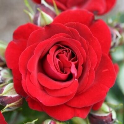 Rosa Ruby Romance 3.5lt