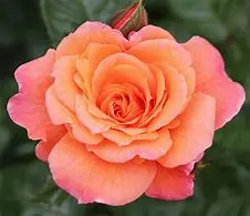 Rosa Scent From Heaven 5Ltsq
