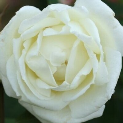 Rosa Silver Anniversary 3.5lt