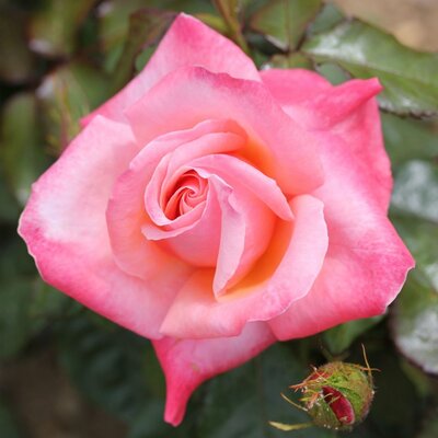 Rosa Silver Jubilee 3.5lt