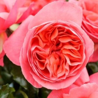 Rosa Special Anniversary 3.5lt
