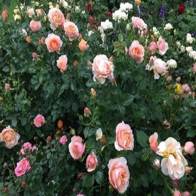 Rosa Special Wishes 3.5lt