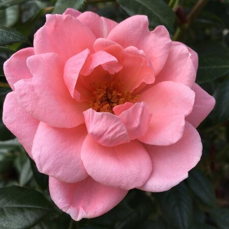 Rosa Star Performer 10 lt