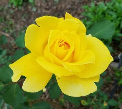 Rosa Summer Sunshine 10 lt
