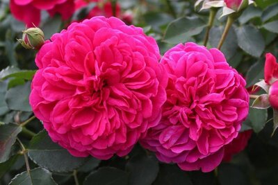 Rosa Thomas A. Beckett 5ltsq