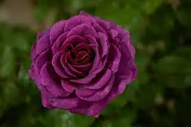 Rosa Timeless Purple 3.5Lt