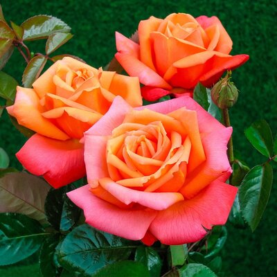 Rosa Troika 3.5lt