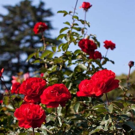 Rosa Trumpeter 3.5lt
