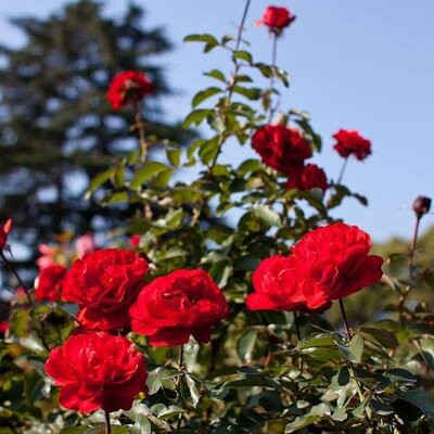 Rosa Trumpeter 3.5lt