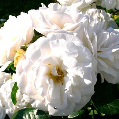 Rosa White Diamond 10 lt