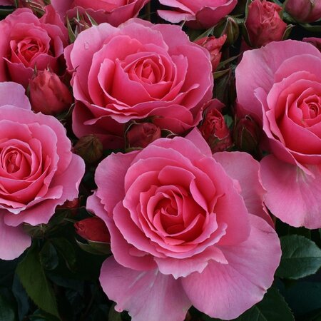 Rosa You're Beautiful 3.5lt