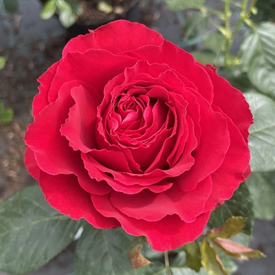Ruby 40Th Wedding Anniversary Bright Red