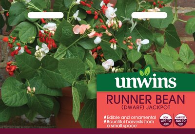 Runner Bean (Dwarf) Jackpot - image 2