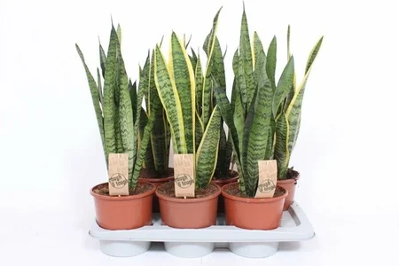 Sanseviera trifasciata mix  P17