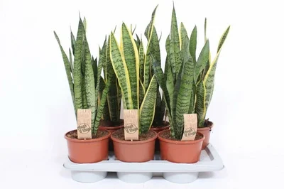 Sanseviera trifasciata mix  P17