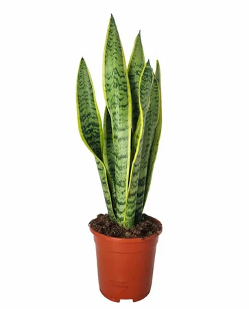 Sansevieria trif. 'Laurentii'² P17