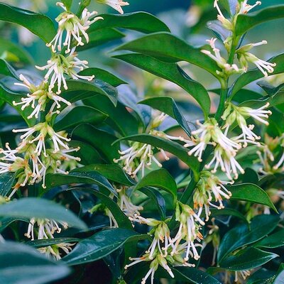 Sarcococca confusa  2 Ltr pot