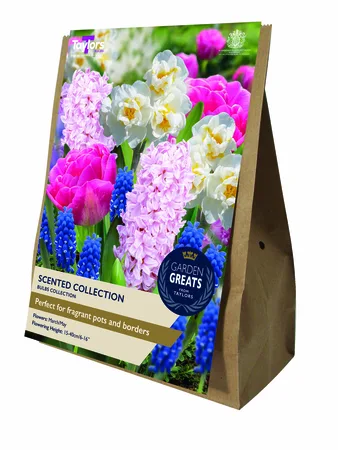 Scented Collection AV