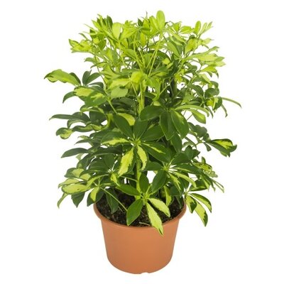 Schefflera mix  P21